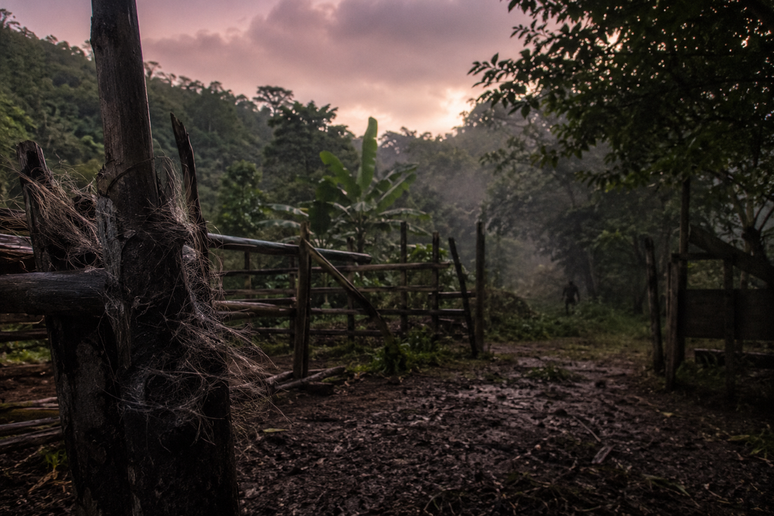 Strands of unknown hair cling to a broken wooden fence while a shadowy creature disappears into the misty Puerto Rican forest.